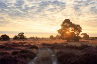 nationaal park Hoge Veluwe